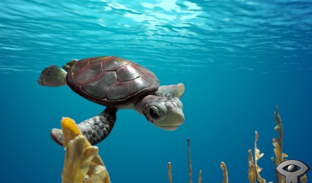 sea turtle