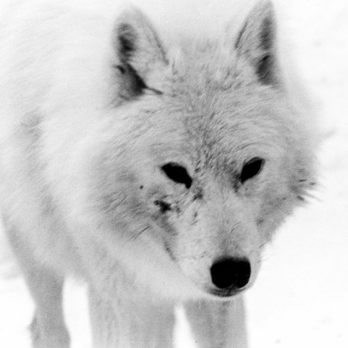 wolf-03