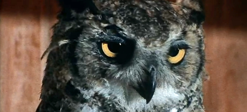 Love Owls? Watch 5 Films to Feed Your Owl Obsession on NFB.ca