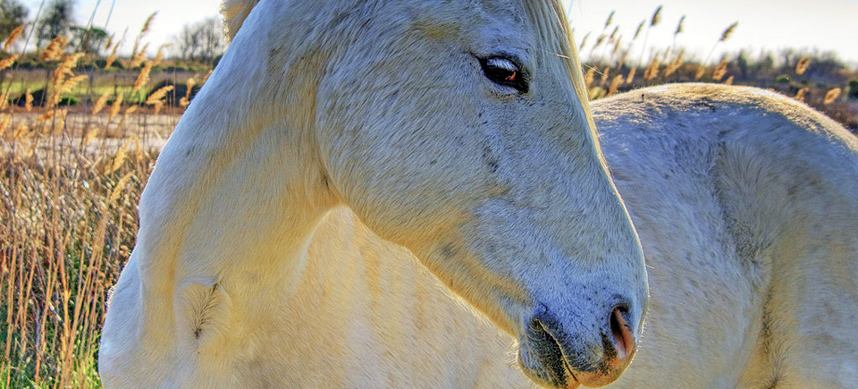 Pony Up: Watch 3 Incredible Horse Films on NFB.ca