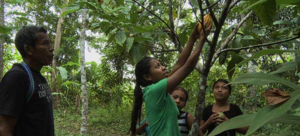 How to Grow Cacao Trees, A Family Succession