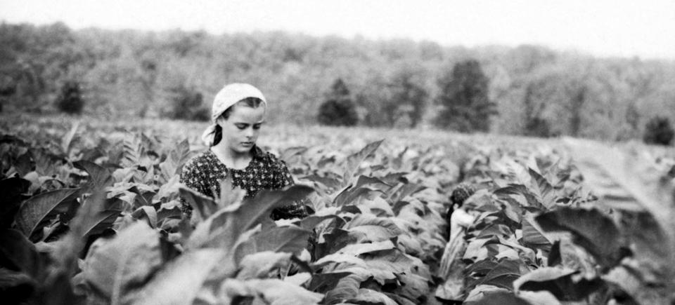 Photo Friday | Inside Ontario’s Tobacco Harvest in the Late Fifties