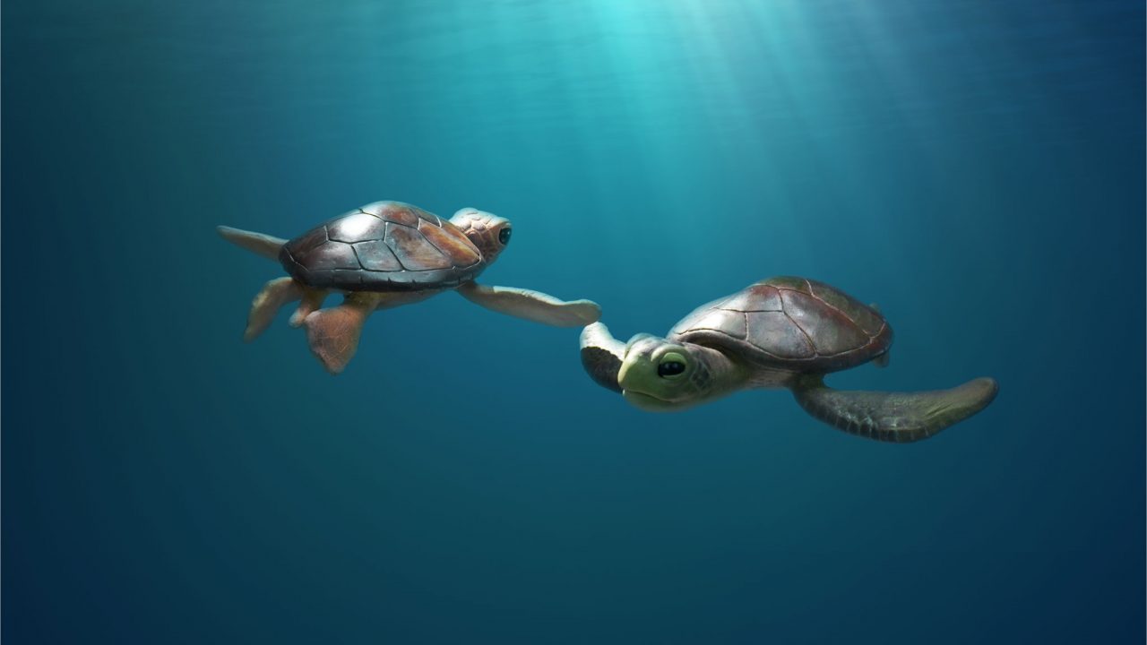 Mini-Lesson for A Sea Turtle’s Story