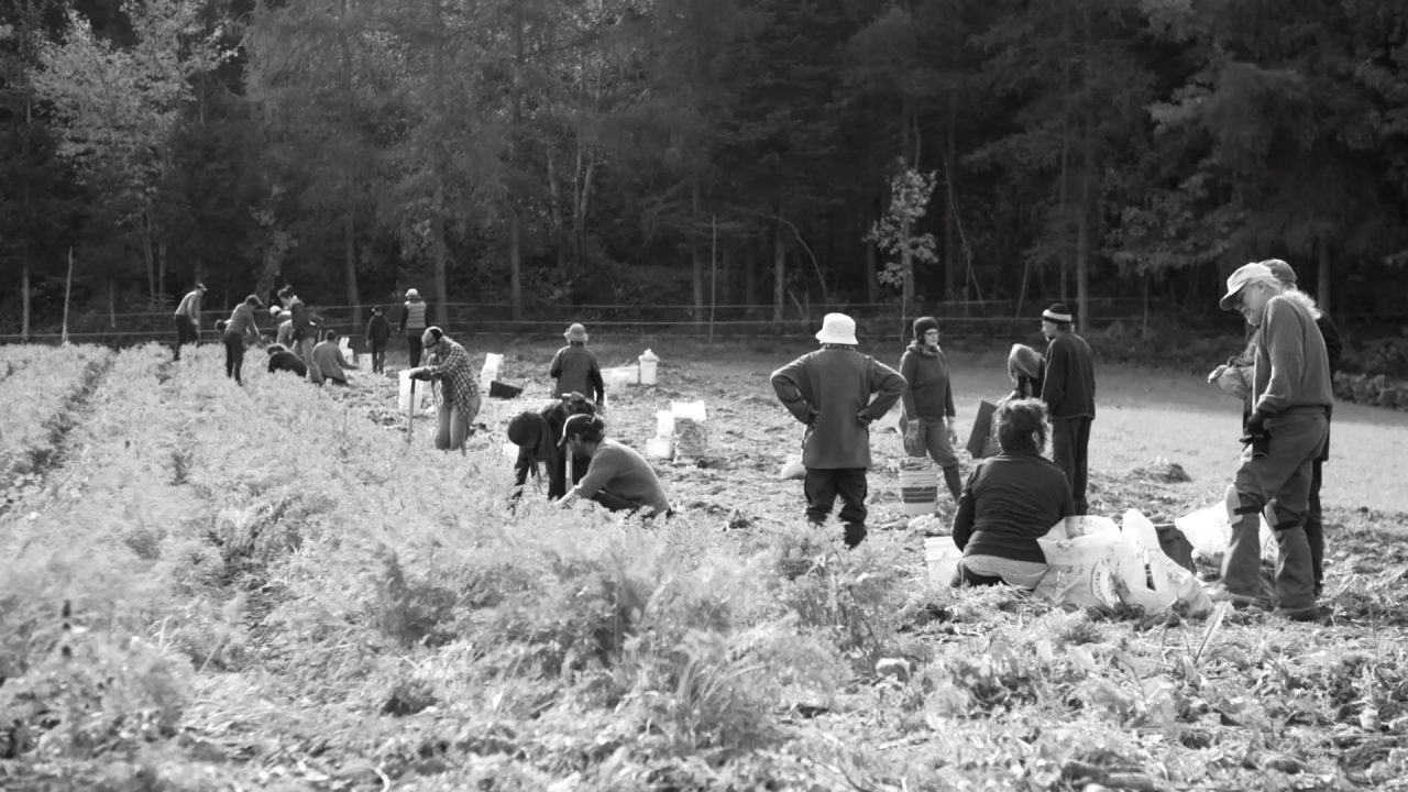 Ramaillages: degrowth and food autonomy in the Gaspé