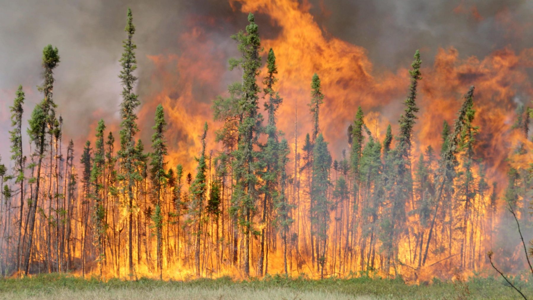 1_borealis_the-forest-burns-in-wood-buffalo-national-park-in-the-northwest-territories_web-1-scaled