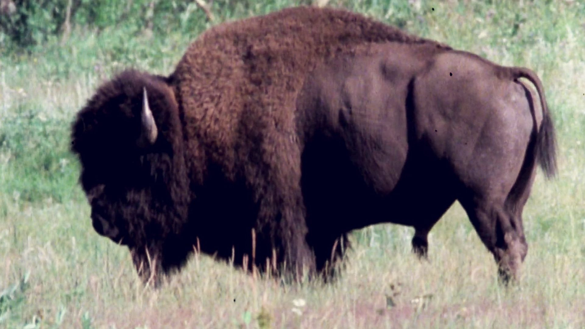 The Troubled History of the North American Bison | Curator’s