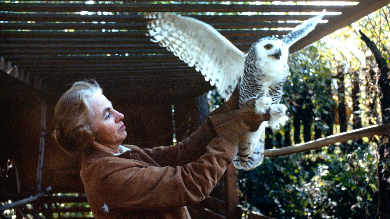 The Lady and the Owl: Rehabilitating Injured Birds | Curator’s Perspective