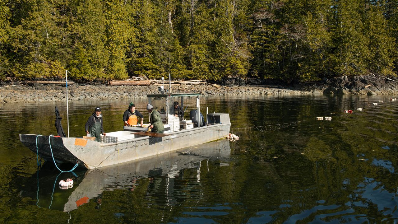 Ocean School | Why Are Pacific Herring Important?